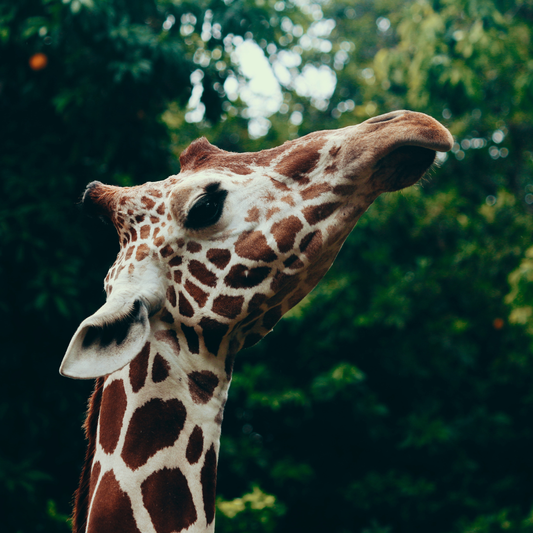 10 Animal-Related Jobs You May Just Love